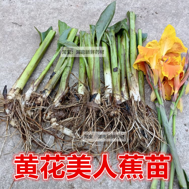 美人蕉苗室外水生水培沼泽净化水质红花美人蕉水菖蒲苗绿化黄菖蒲 - 图3