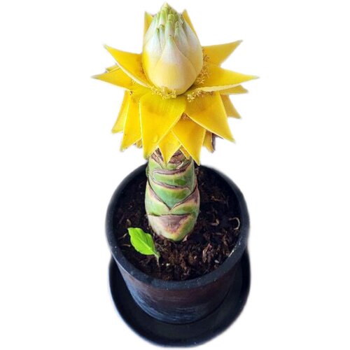 地涌金莲带花苞千瓣莲花云南大型花卉植物可室内室外易栽易活包活 - 图3