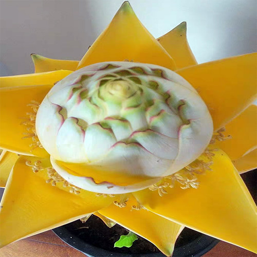 地涌金莲带花苞千瓣莲花云南大型花卉植物可室内室外易栽易活包活 - 图0