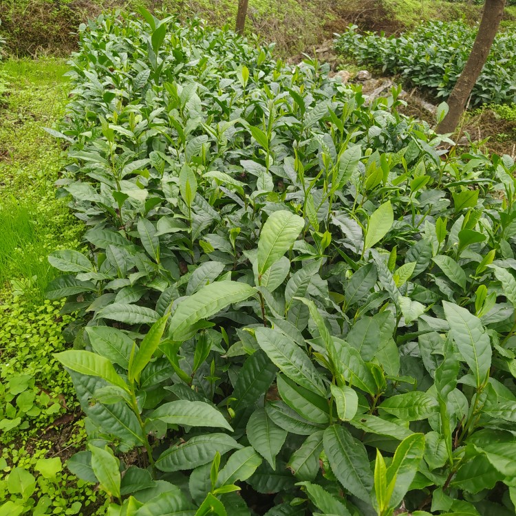 勐库茶树苗冰岛茶茶籽育云南大叶种茶树苗种植优良南方普洱茶高产 - 图2