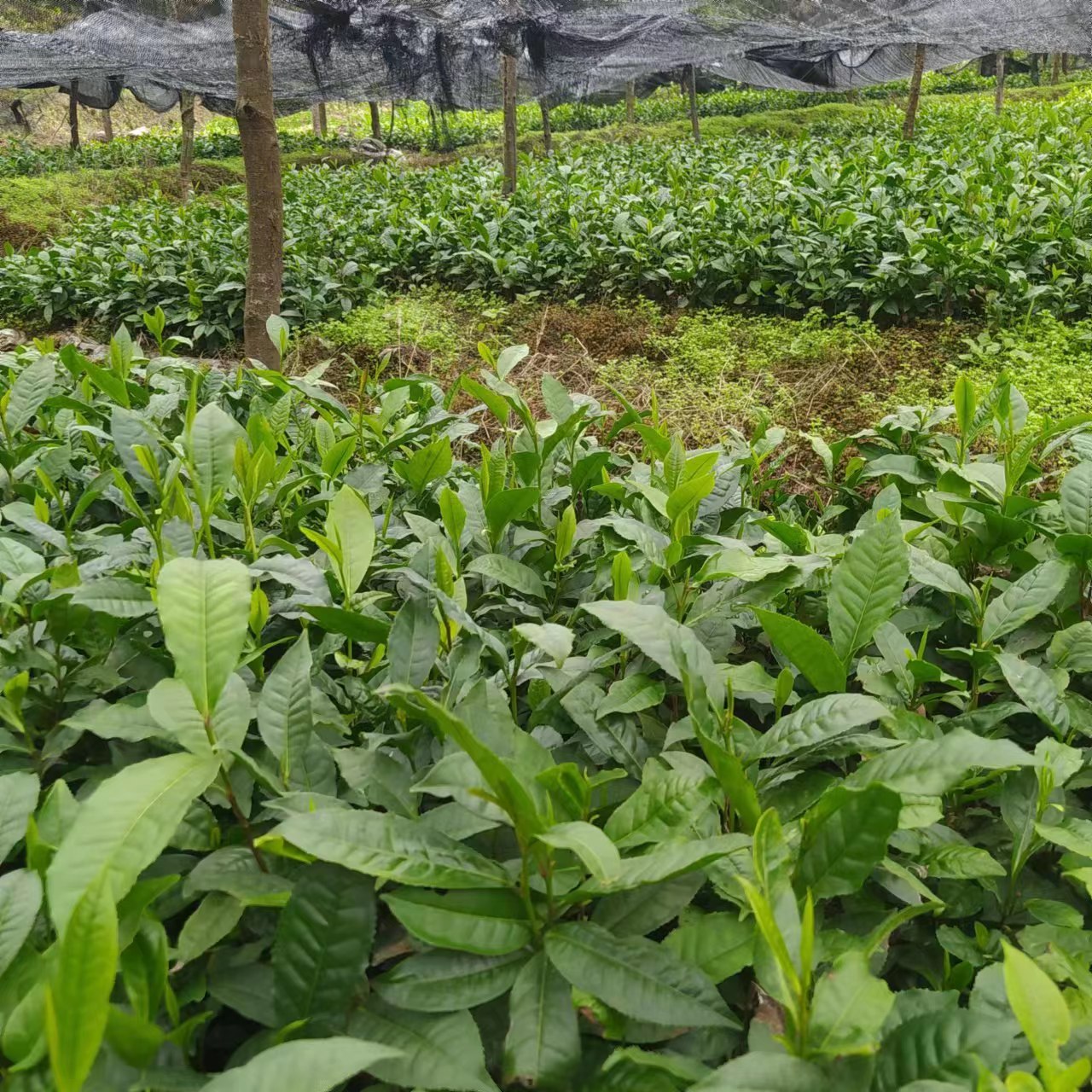 乔木大叶种茶树苗做红茶绿茶普洱茶的原料乔木常绿茶籽培育-图0