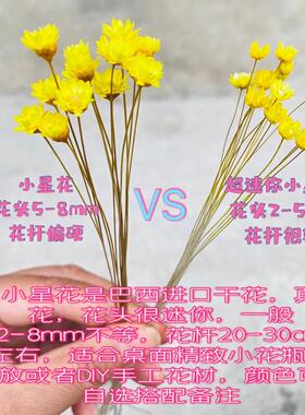 巴西小星花迷你风干花小雏菊清新真花束搭配插花装饰桌面摆设DIY