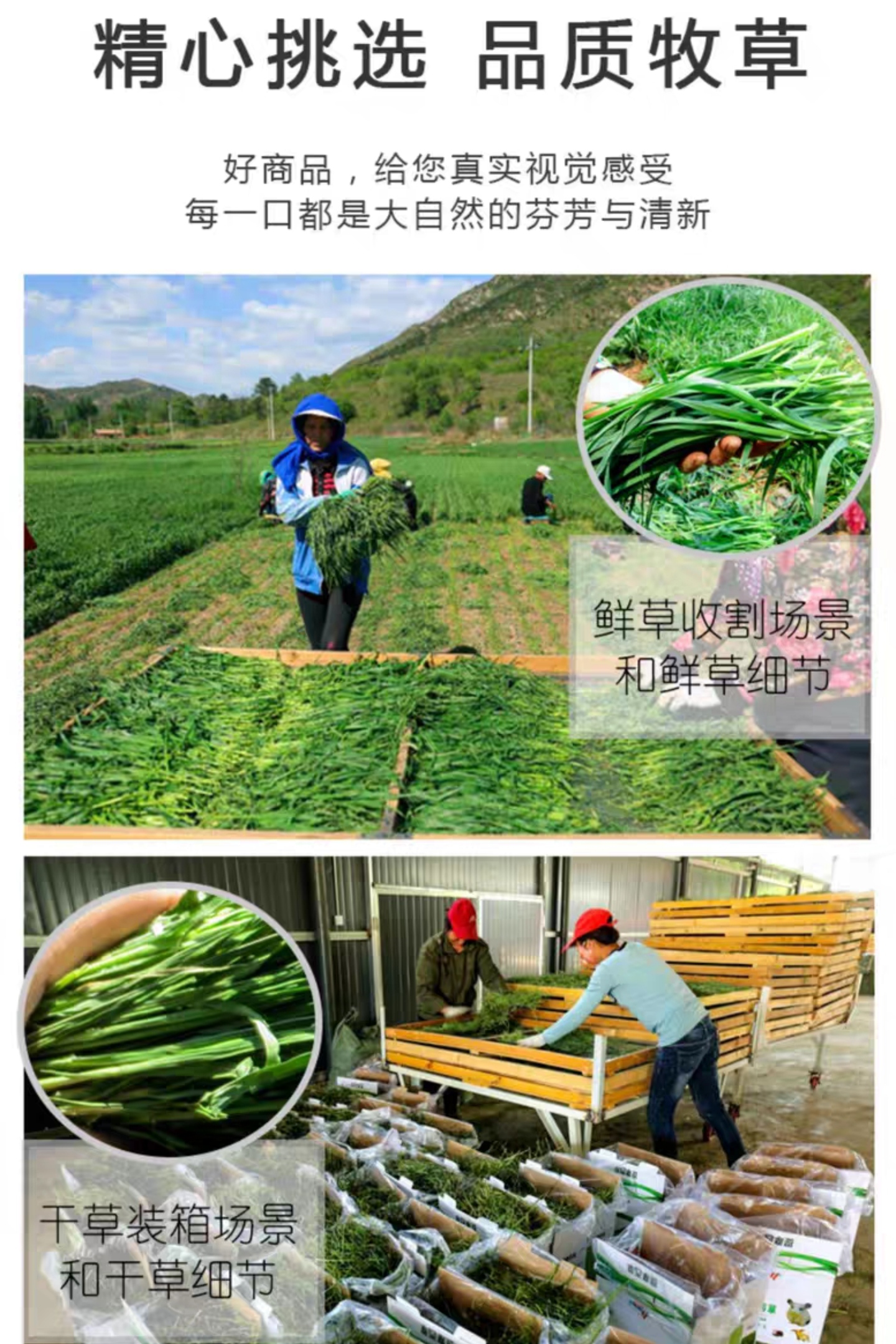 星姐龙猫南提北提提摩西草2023年精品新鲜头茬提摩西草嫩绿新鲜 - 图2