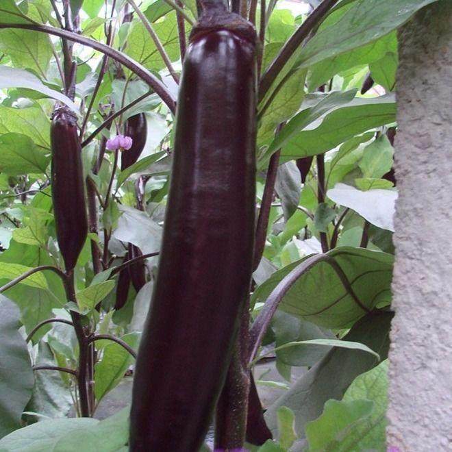 黑豹长茄子种籽种子苗圆黑紫色长茄特大嫁接种苗四季盆栽蔬菜孑秧,淘宝优惠券,粉丝福利购,淘宝优惠卷