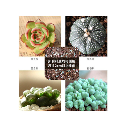 多肉植物营养土 全新升级配方泥炭种植土 颗粒土石子颗粒土赤玉土 - 图3