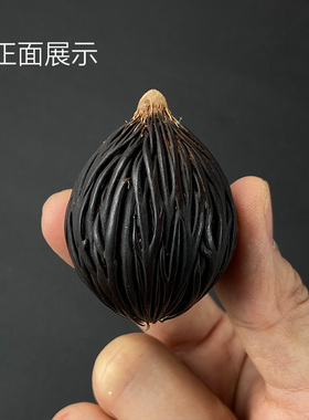 千丝菩提原籽狐尾椰子