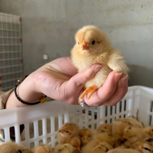 小鸡苗活体鸡苗绿壳蛋鸡草鸡苗土鸡苗柴鸡苗笨鸡苗鸡仔鸡雏小鸡 - 图3