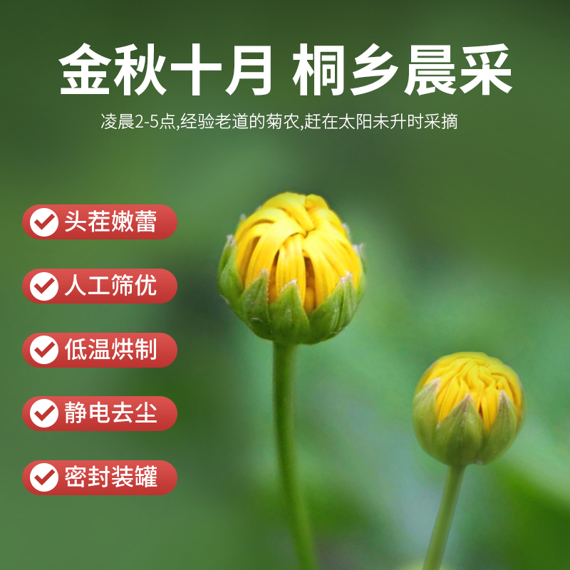 桐乡原产地特产胎菊500克养生下火花茶非特级正品泡水菊花茶干货