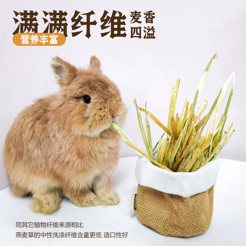 澳麦黄金燕麦草手挑版5A级一番进口兔子豚鼠龙猫干草500g绿澳麦 - 图2