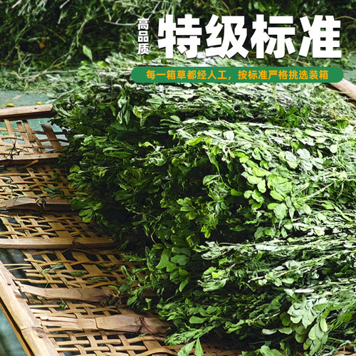 26年新苜蓿草兔子粮草苜蓿草食用草兔粮龙猫粮草干草荷兰猪苜宿草 - 图1