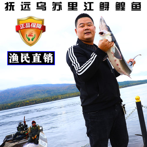 鳇鱼黑龙江特产鲟鱼鲜活速冻黄鱼七里浮子整条淡水鱼大鲟鳇鱼肉段 - 图0
