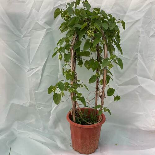 食用夜香花千里香夜兰花阳台楼顶爬藤植物   广西南宁基地直发 - 图3