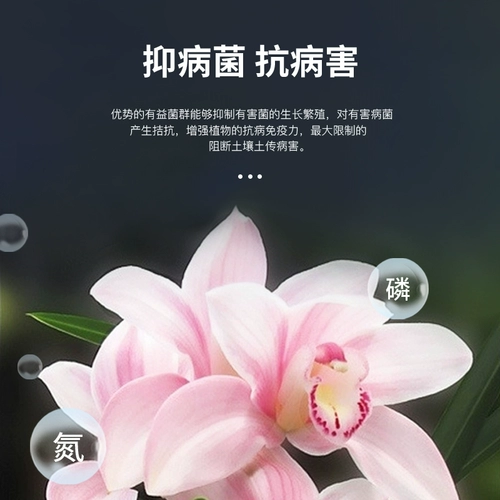 君德 Лан Лин Ван Ланхуа Специальная линия питания Ферлиер орхидея орхидея Дендробиум Дендробиум Cao Gao Gao em бактерии