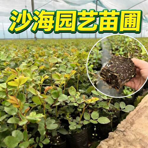 藤本月季花苗蒂娜 粉龙 樱霞开花绿植庭院盆栽多季好养花卉爬藤 - 图0