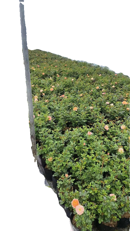 【沙海园艺】果汁阳台月季盆栽勤花多季节开花植物庭院玫瑰盆栽,淘宝优惠券,粉丝福利购,淘宝优惠卷