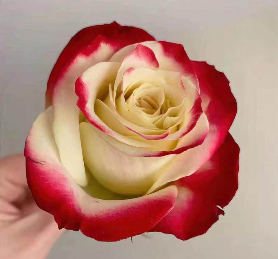 【沙海园艺】玫瑰花苗多季开花易活月季扦插小苗室内阳台盆栽,淘宝优惠券,粉丝福利购,淘宝优惠卷