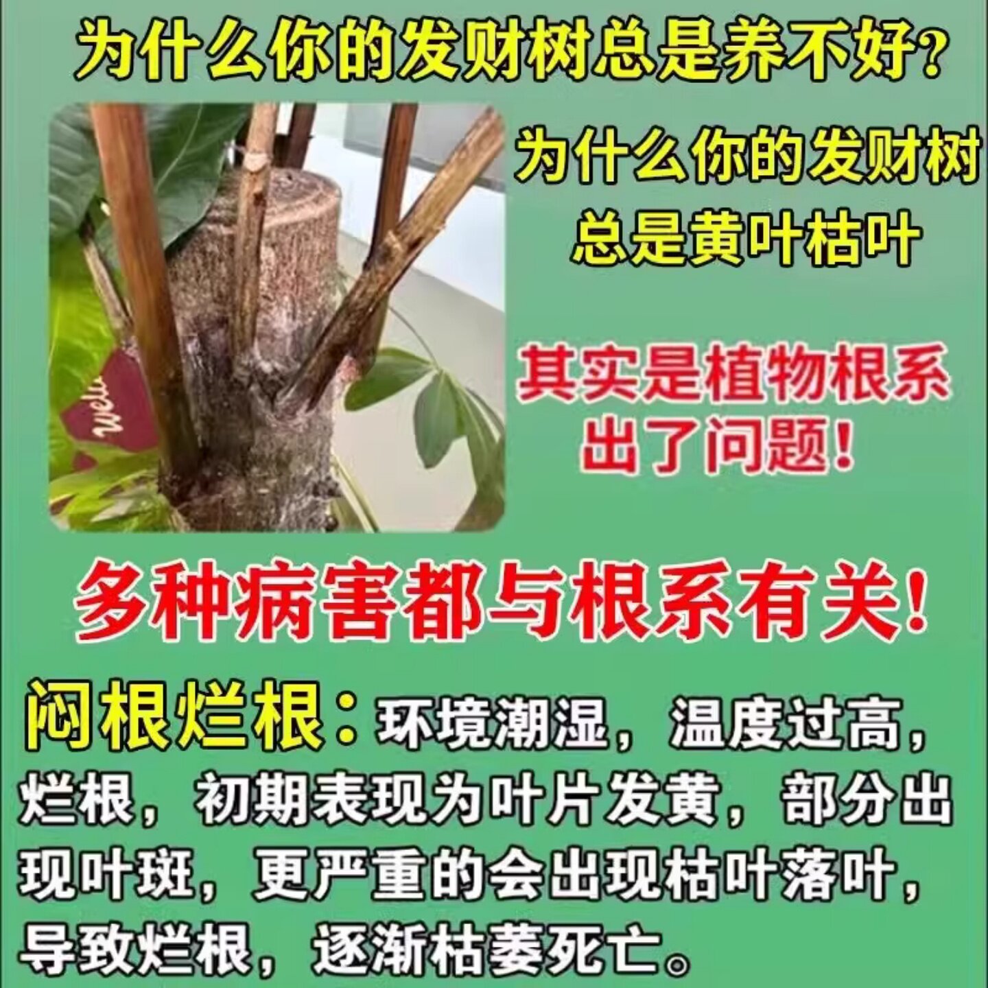 发财树黄叶枯叶烂根专用药掉叶黄斑白斑病叶斑病杀菌剂肥料营养液,淘宝优惠券,粉丝福利购,淘宝优惠卷