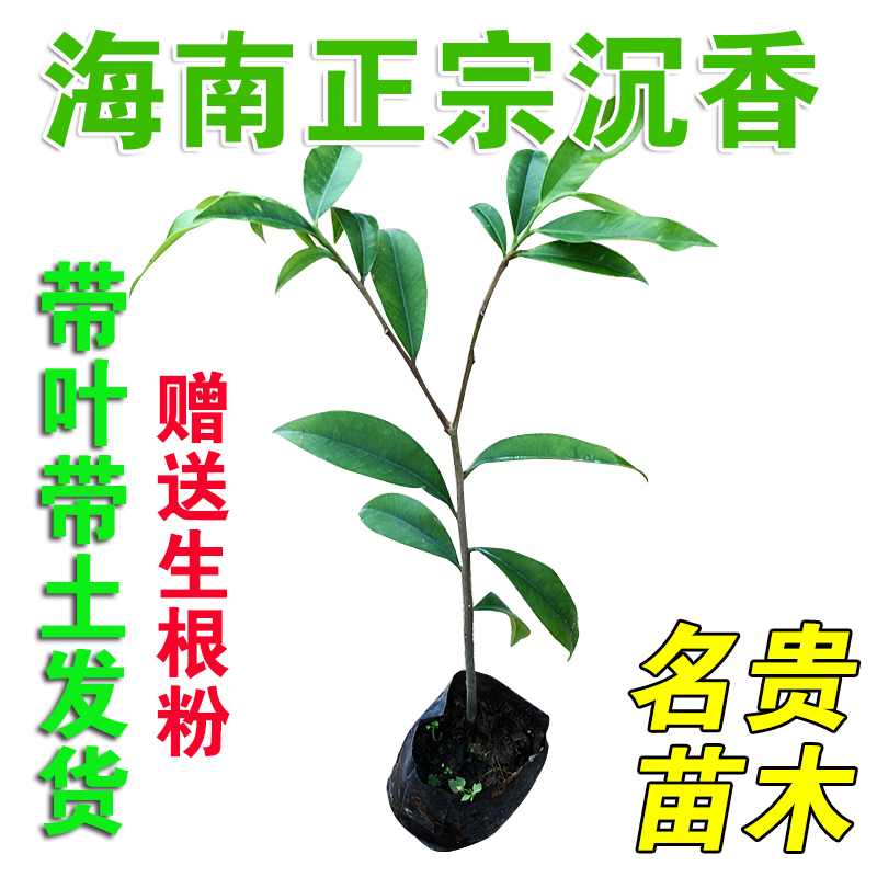 正宗海南沉香树苗降香树苗黄花梨树苗金丝楠木名贵苗木绿化植物苗 - 图1