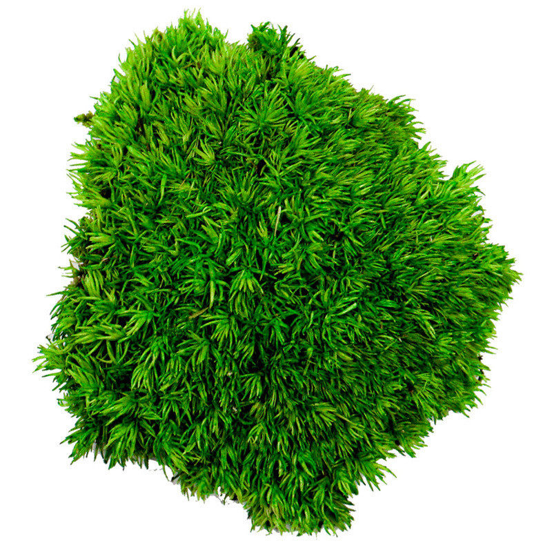 厂家批发永生白发藓仿真苔藓盒装青苔枯山水造景植物墙室内景观,淘宝优惠券,粉丝福利购,淘宝优惠卷