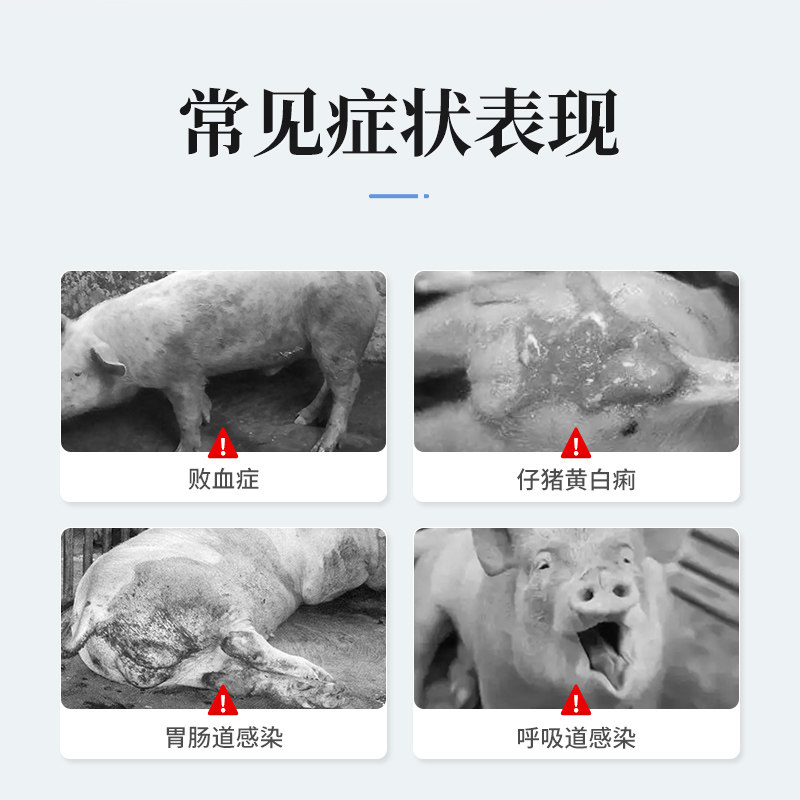 硫酸庆大霉素注射用液兽用药宠物猫咪狗狗鱼猪牛腹泻拉稀针剂口服_虎窝淘
