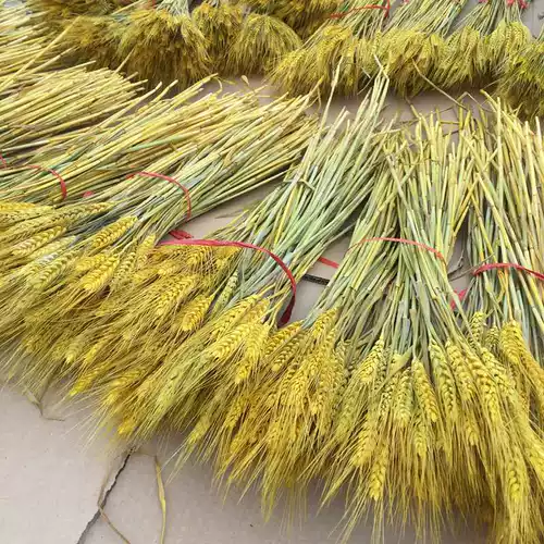 Сухой цветочный уши пшеницы натуральная пшеничная уши истинную пшеницу, ячмень Разное зерно, оконное фермерское дом декоративная стрельба опора