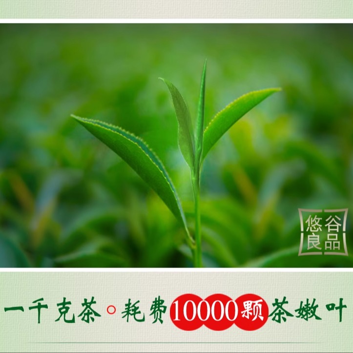 【品牌】绿茶2024新茶叶毛尖茶叶高山云雾茶日照嫩芽罐装春茶1斤-图1