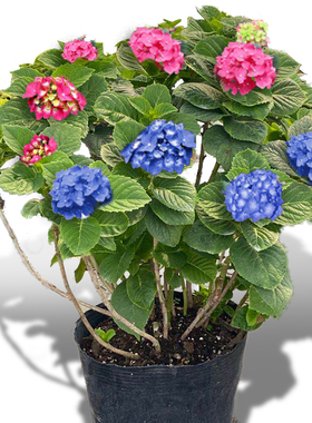 耐寒10年老桩大花无尽夏绣球花苗盆栽阳台室内外庭院八仙花卉植物