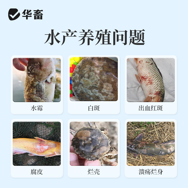 华畜流迷沙星鱼塘鱼池烂身烂尾水霉清白毛消毒杀菌水产养殖专用,淘宝优惠券,粉丝福利购,淘宝优惠卷