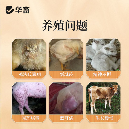 华畜兽药黄芪多糖兽用正品黄氏多糖粉猪鸡牛羊水产用多维生素中药 - 图2