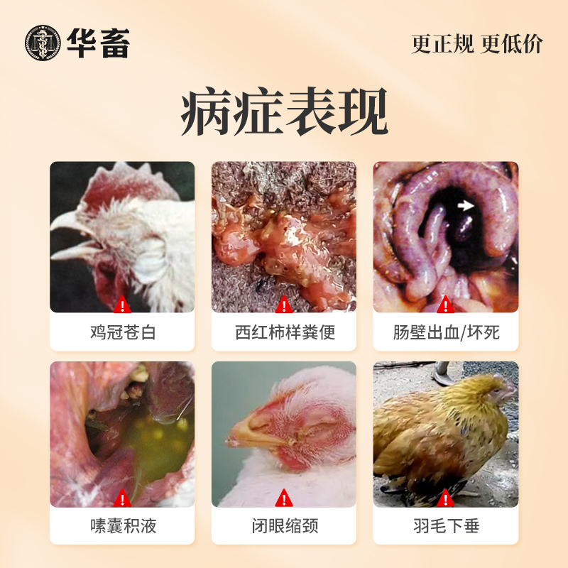 华畜兽药鸡球虫散鸡兔子鸭鹅鸽药兽用正品驱打虫药血便肠道球虫药 - 图2