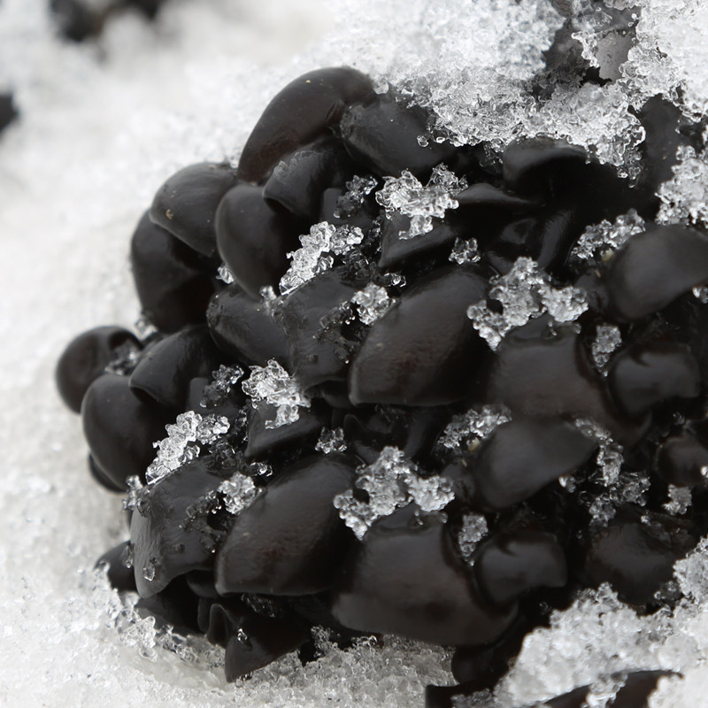 东北特产秋木耳 黄松甸黑木耳黑木耳