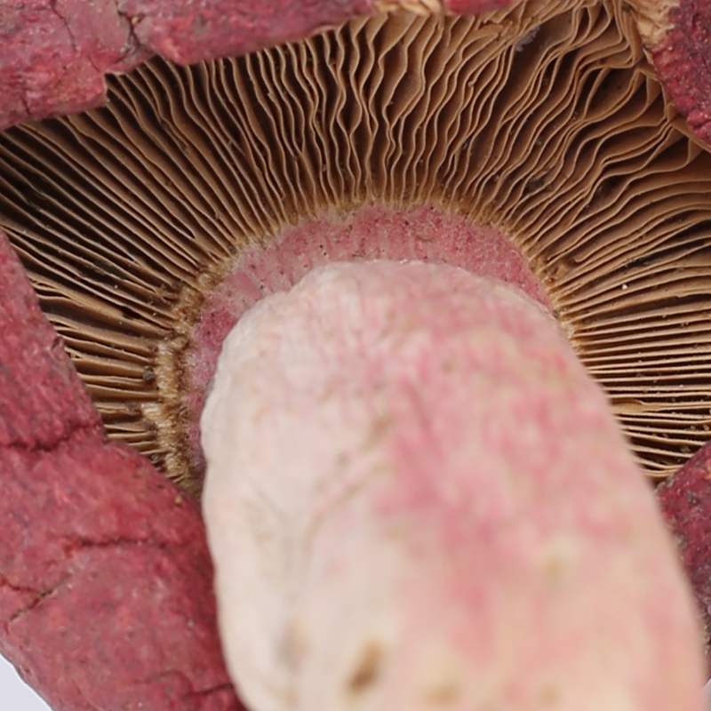 黄松甸野生正宗红蘑菇正干250g干货 黄松甸黑木耳香菇类