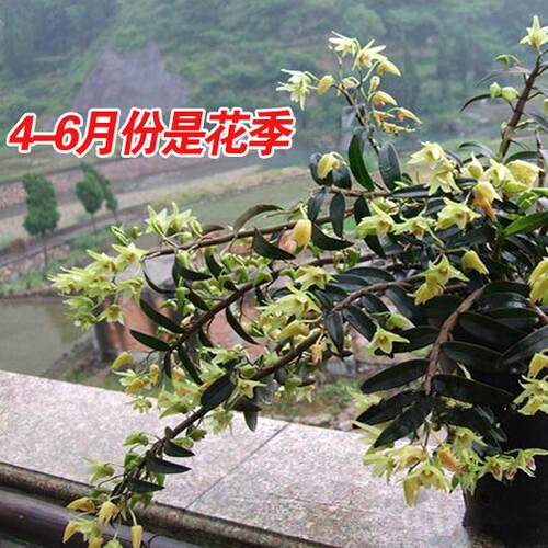 铁皮石斛苗原产地基地直发带根 3年生1斤石斛苗 可食用非霍山盆栽 - 图2