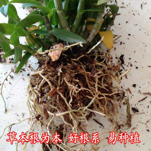 铁皮石斛苗原产地基地直发带根 3年生1斤石斛苗 可食用非霍山盆栽 - 图1