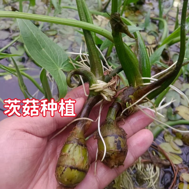 挺水植物茨菇种球慈姑种植鱼缸水培净化水质阳台湿地燕尾草种植,淘宝优惠券,粉丝福利购,淘宝优惠卷