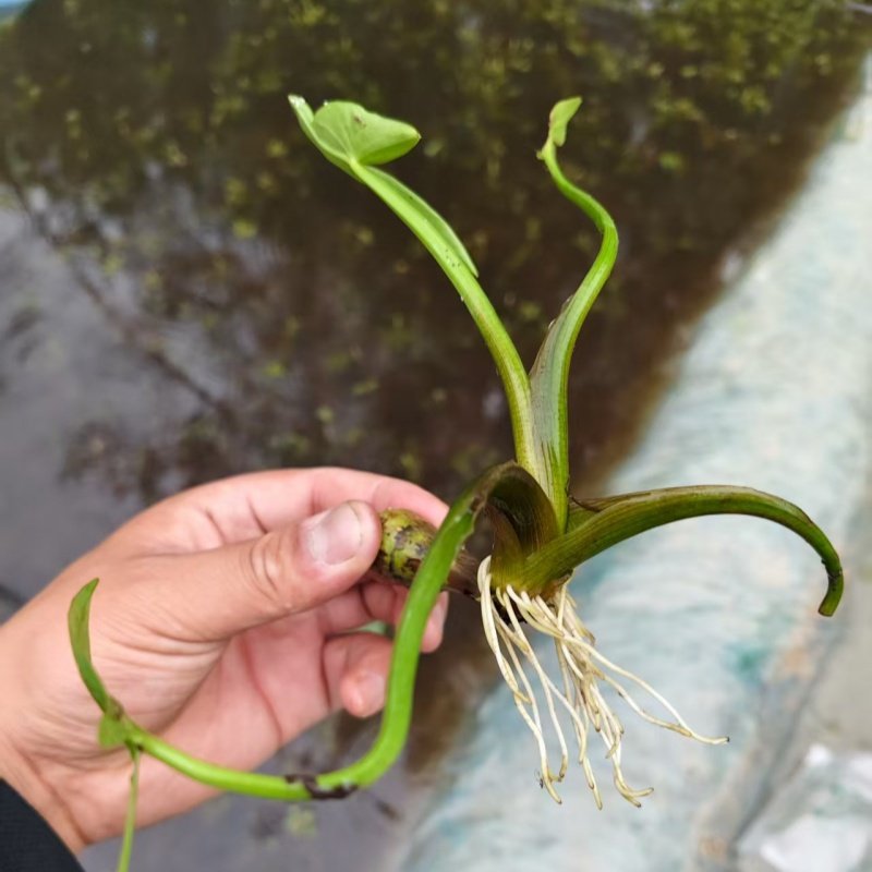 挺水植物茨菇种球慈姑种植鱼缸水培净化水质阳台湿地燕尾草种植,淘宝优惠券,粉丝福利购,淘宝优惠卷