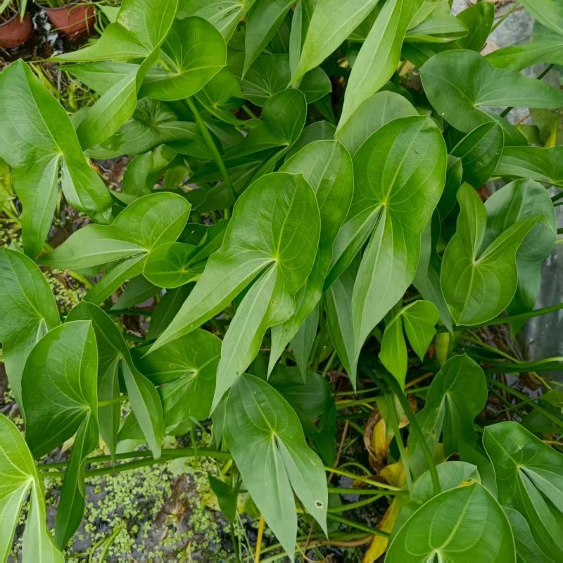 挺水植物茨菇种球慈姑种植鱼缸水培净化水质阳台湿地燕尾草种植,淘宝优惠券,粉丝福利购,淘宝优惠卷