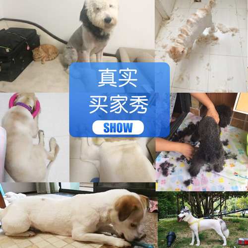 科德士宠物剃毛器狗狗猫咪电推剪专业剃脚毛神器修毛专用推子3000 - 图2