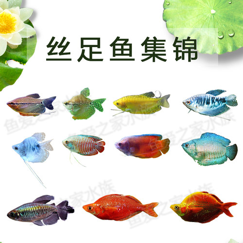 曼龙鱼五彩丽丽热带观赏鱼珍珠马甲球鱼好混养耐活黄蓝小型曼龙鱼 - 图0