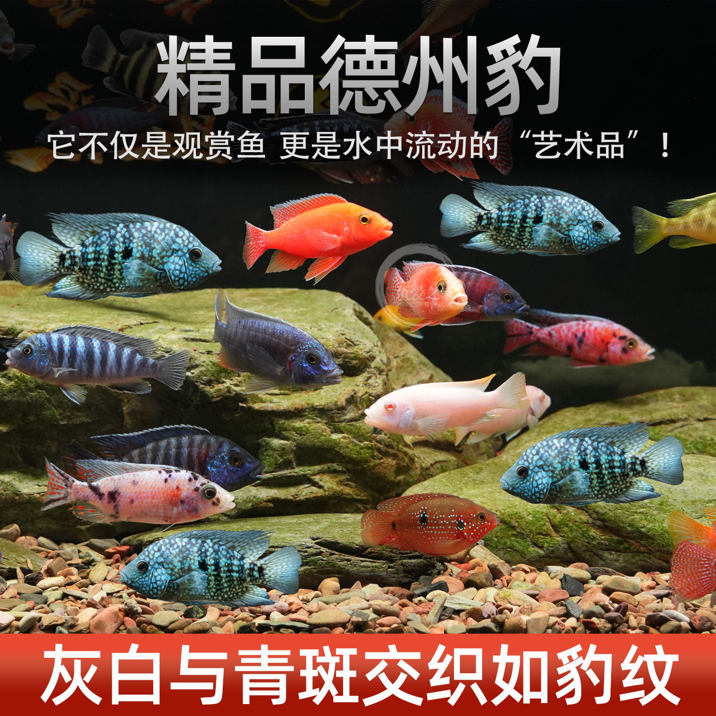 德州豹鱼绿巨人满天星德萨斯豹中大型热带观赏鱼慈鲷发财鱼宠物鱼 - 图0