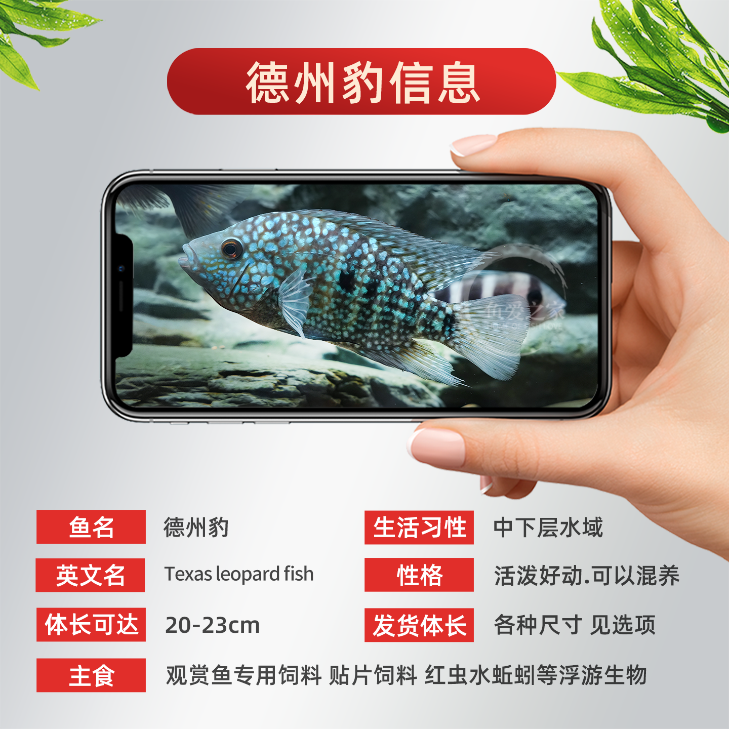 德州豹鱼绿巨人满天星德萨斯豹中大型热带观赏鱼慈鲷发财鱼宠物鱼 - 图2