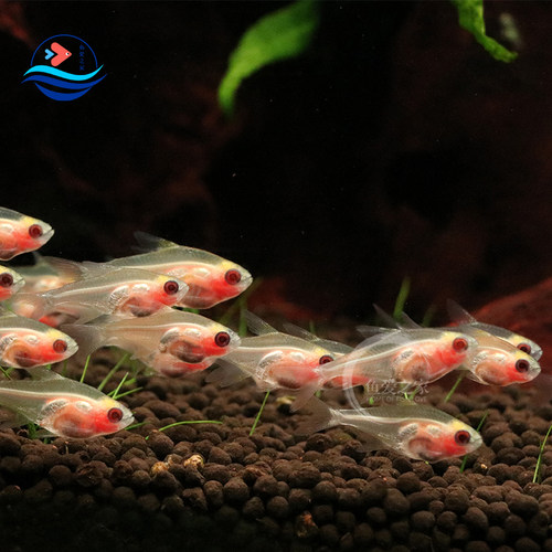 玻璃鱼集锦热带鱼观赏鱼活体群游淡水草缸鱼包活新手可混养小型鱼 - 图0