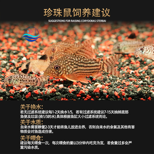 金翅珍珠鼠鱼种鱼活体满天星水草缸鱼缸吃垃圾吃屎底层清洁工具鱼 - 图1