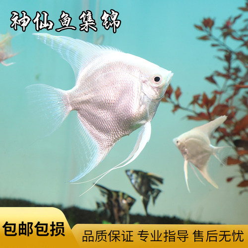 草缸燕鱼七彩神仙热带观赏鱼黑白墨燕斑马活体淡水混养耐活小型鱼 - 图1