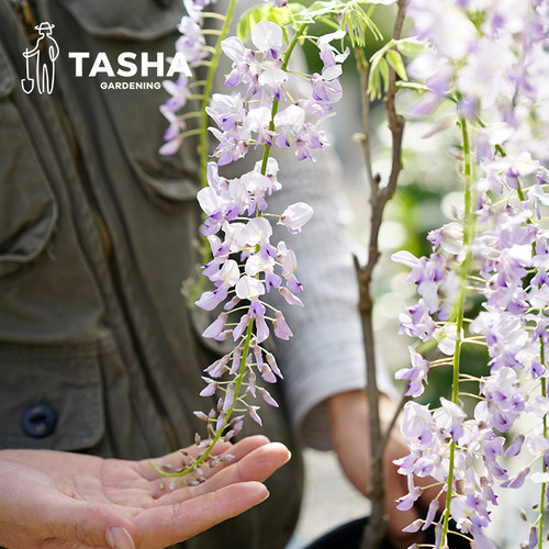 塔莎的花园 紫藤花苗树苗爬藤花卉庭院户外植物多年丰花藤本盆栽 - 图2