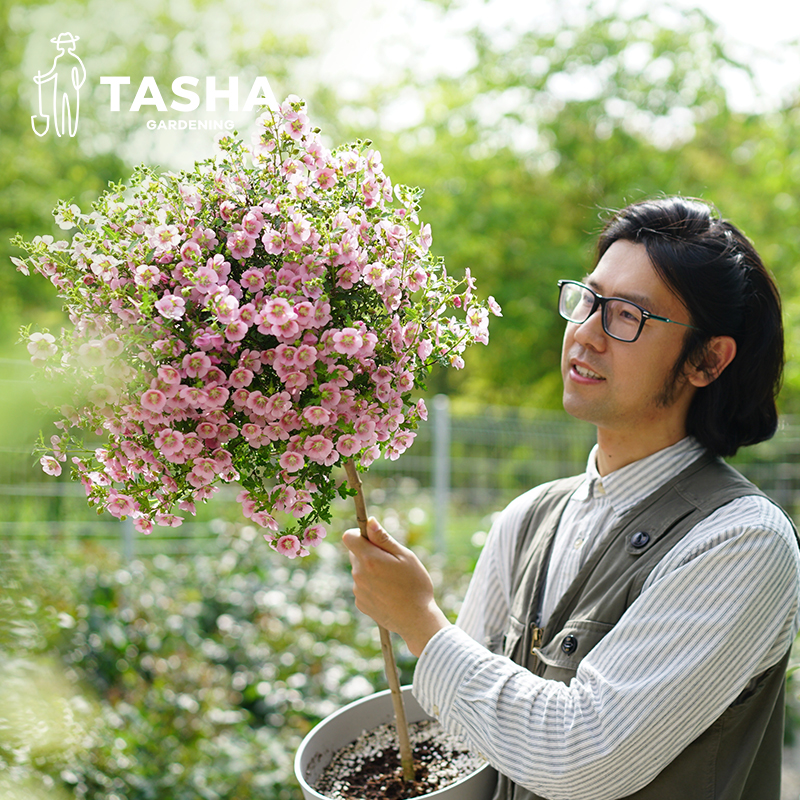 塔莎的花园小木槿粉色盆栽庭院阳台棒棒糖花期长三季花期-图1