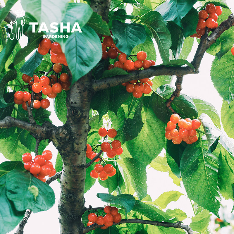 塔莎的花园车厘子樱桃裸根树苗庭院果苗红妃黑珍珠弗里斯科南方种,淘宝优惠券,粉丝福利购,淘宝优惠卷