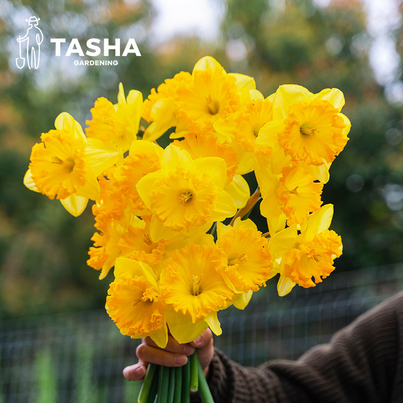 塔莎的花园进口洋水仙种球园艺切花盆栽手捧花绿植庭院秋冬开花,淘宝优惠券,粉丝福利购,淘宝优惠卷