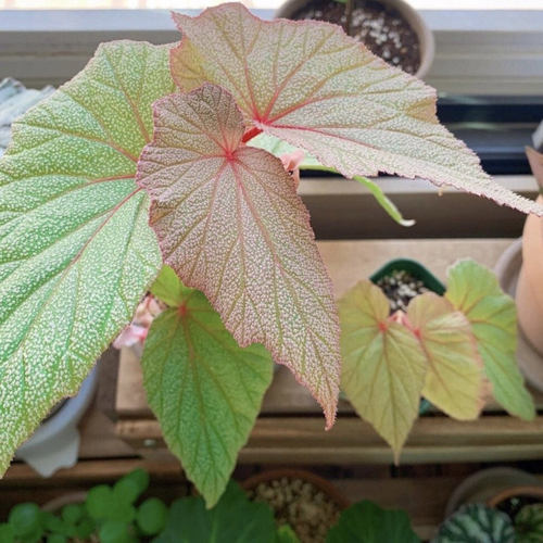 塔莎的花园鳟鱼竹节福寿秋海棠乌头杂塞拉山王室内外阳台观叶植物 - 图2