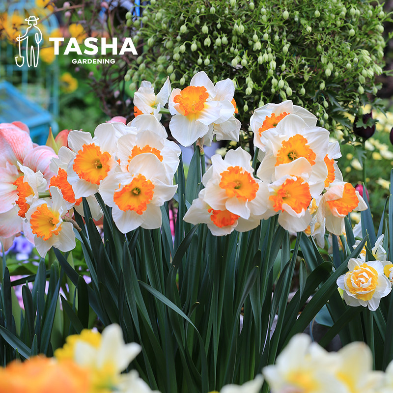 塔莎的花园洋水仙种球地栽进口球根园艺盆栽庭院花卉绿植秋冬开花,淘宝优惠券,粉丝福利购,淘宝优惠卷